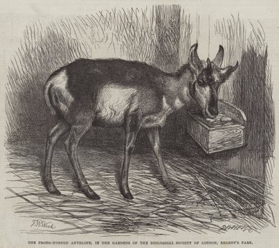 De Prong-Hoorn Antilope, in de Tuinen van de Zoological Society of London, Regent
